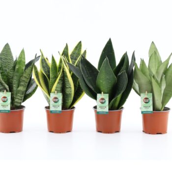 Sansevieria Mix