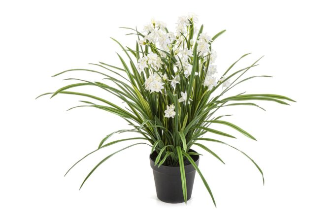 Wild orchid white w/pot