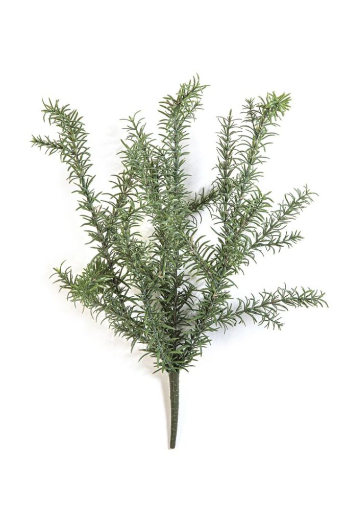 Wild rosemary bush - uv