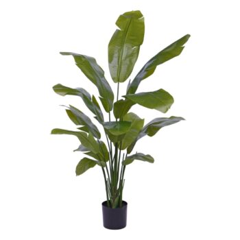 Traveller Palm promo