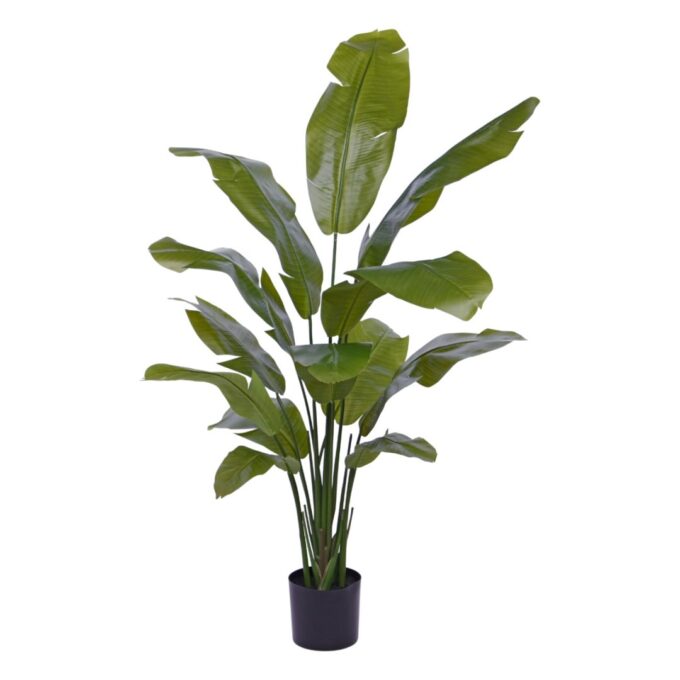 Traveller Palm promo