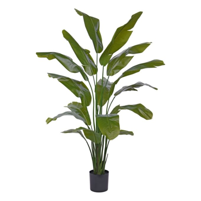 Traveller Palm promo