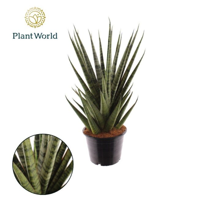 Sansevieria Sem