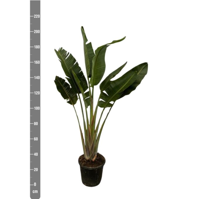Strelitzia Augusta enkele stam - 250cm