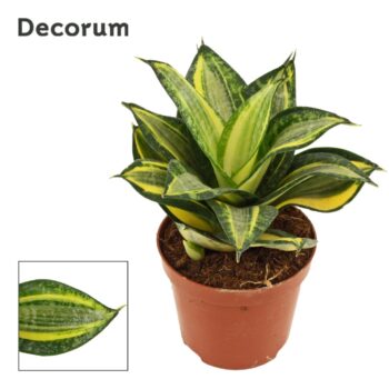 Sansevieria hahnii 9 cm Jade multicolor (Decorum)