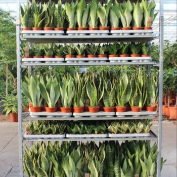 Sansevieria Mixkar "Rough & Tough"
