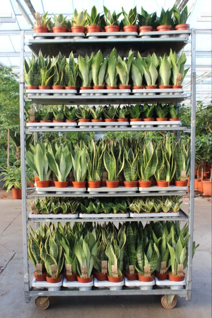 Sansevieria Mixkar "Rough & Tough"