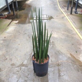 Sansevieria spikes 18/19 h55
