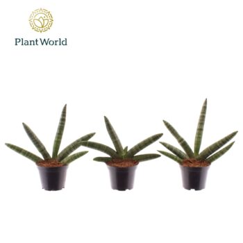 Sansevieria Skyline