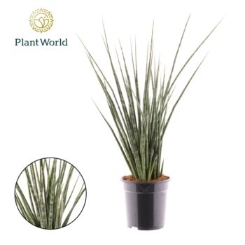 Sansevieria Compacta Dwarf