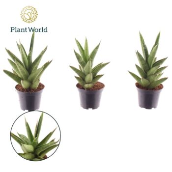 Sansevieria Starshooter