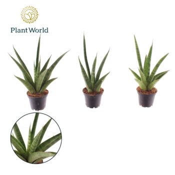 Sansevieria Pineapple