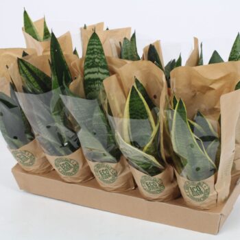 Sansevieria Mix 12cm - Eco hoes