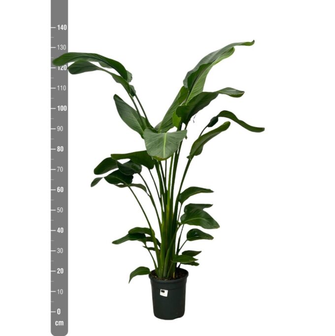 Strelitzia Nicolai