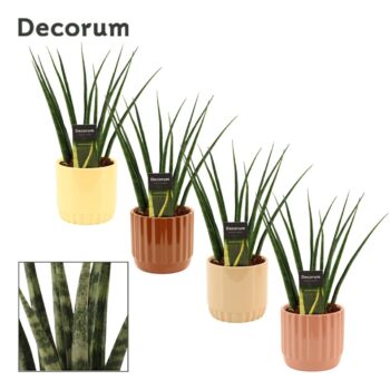 Sansevieria fernwood 12 cm in Liam (Nature world-collection)