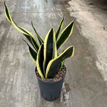Sansevieria black gold 15/19 h45