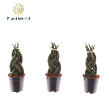 Sansevieria cylindrica 'Twist' P6