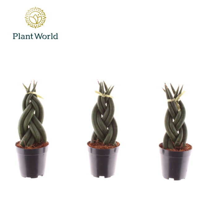 Sansevieria cylindrica 'Twist' P6