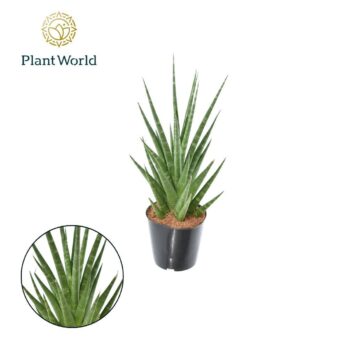 Sansevieria Dancing Queen P12