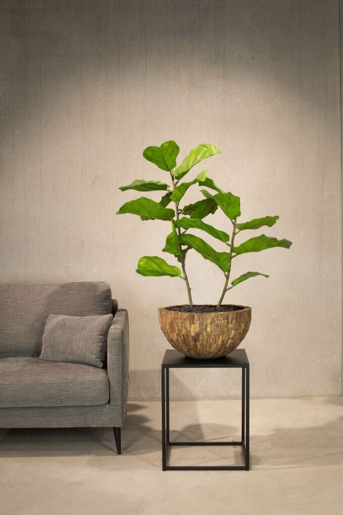 Woody plant bowl, Ø 43 cm, height 22 cm