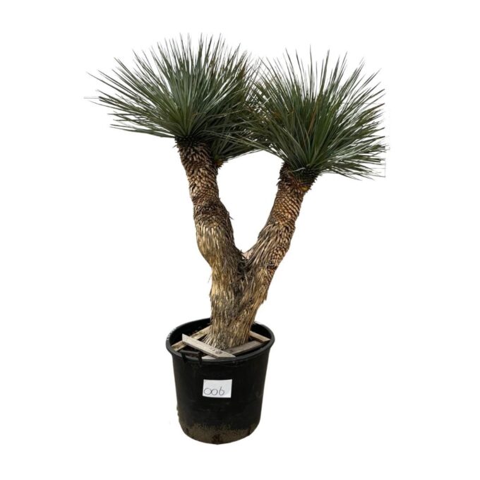 Yucca Rostrata Multistam 006 - 220cm