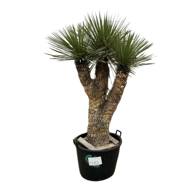 Yucca Rostrata Multistam 010 - 200cm