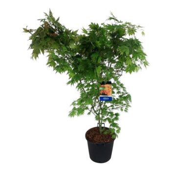 Acer North Wind ®