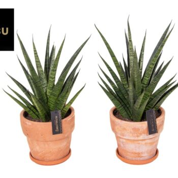 Sansevieria Comet Queen Marble in Terracotta XL