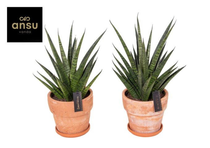Sansevieria Comet Queen Marble in Terracotta XL