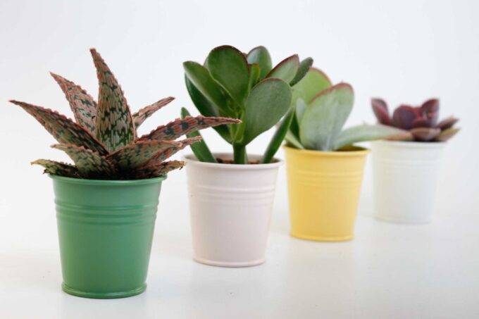 Succulenten mix in Sylwia zink