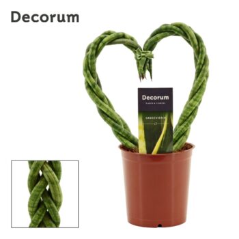 Sansevieria cylindrica 12 cm Heart (Decorum)