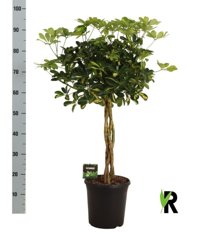 Schefflera arb. Gold Capella gevlochten stam