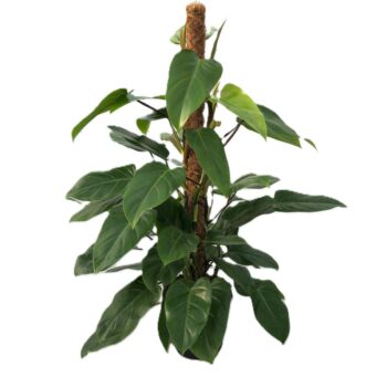 Philodendron 'Emerald Queen'