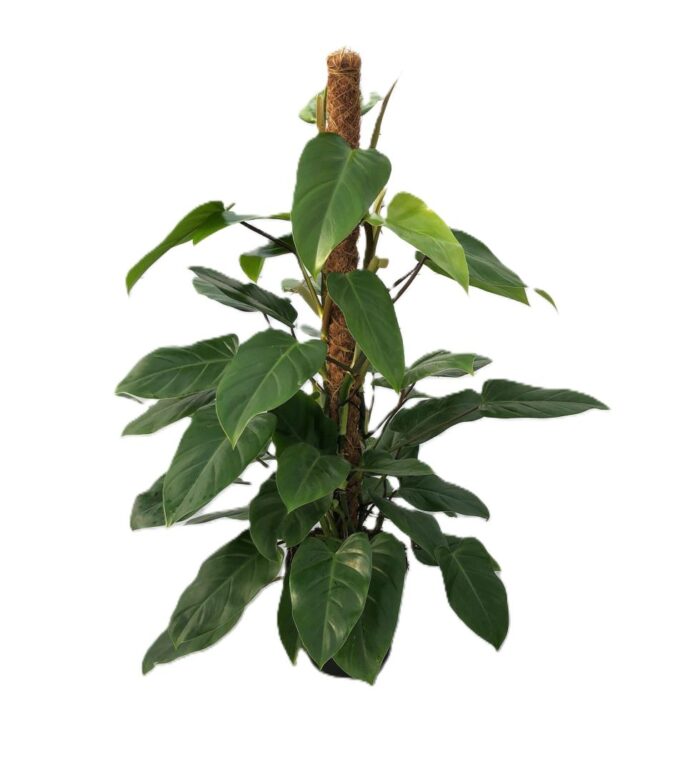 Philodendron 'Emerald Queen'