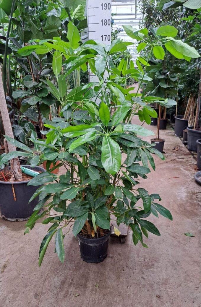 Schefflera Amate toef 180