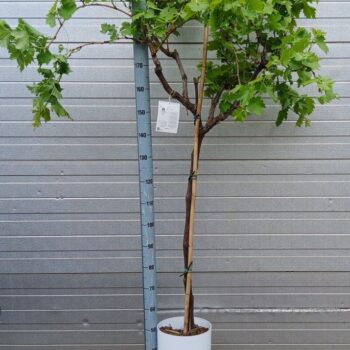 vitis vinifera