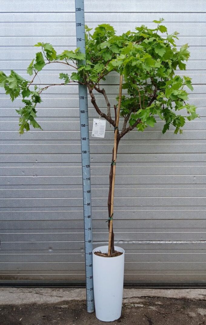 vitis vinifera