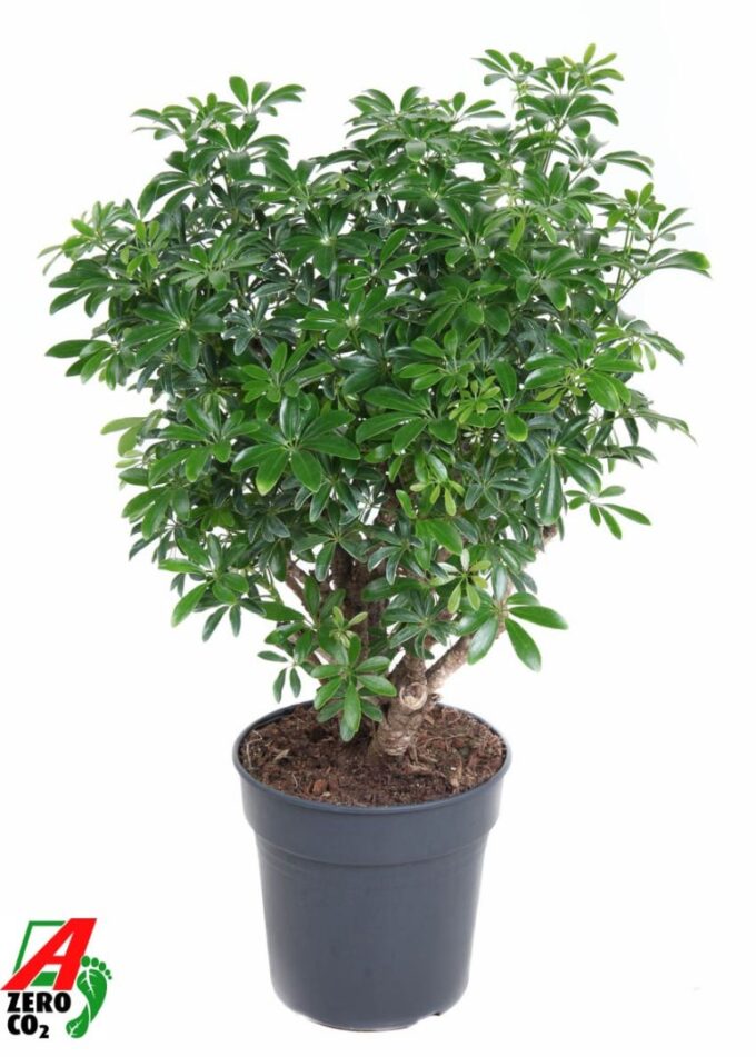 Schefflera Luseana P24