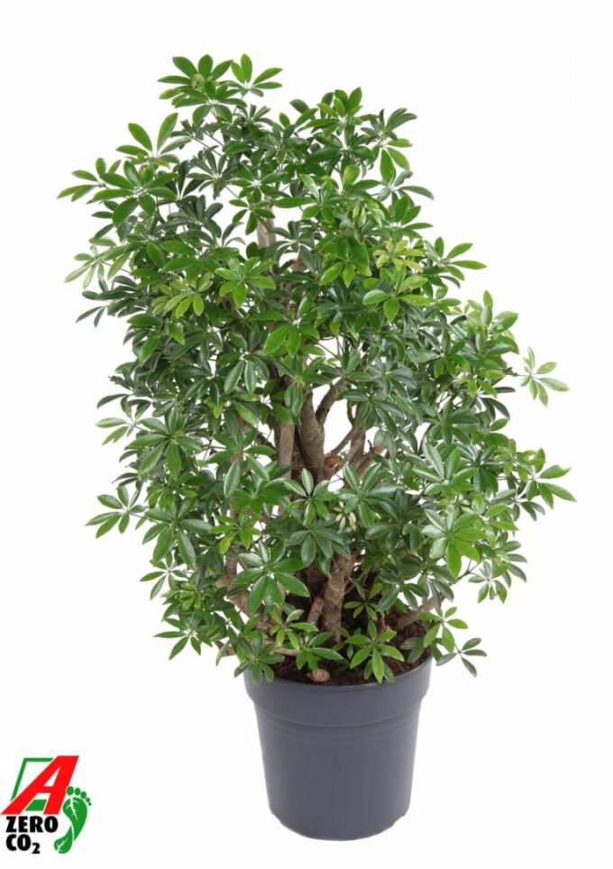 Schefflera Luseana P27