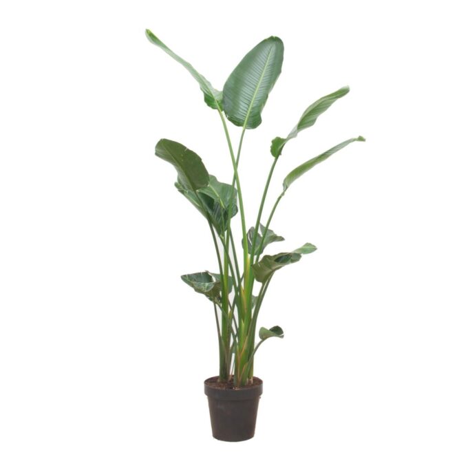 Strelitzia Nicolai