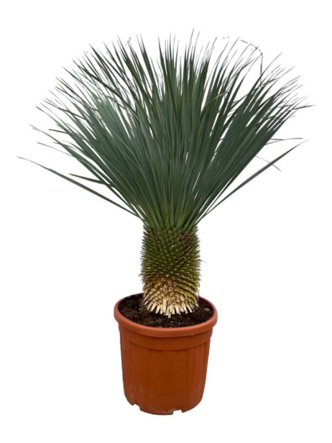 Yucca Rostrata P55 160cm