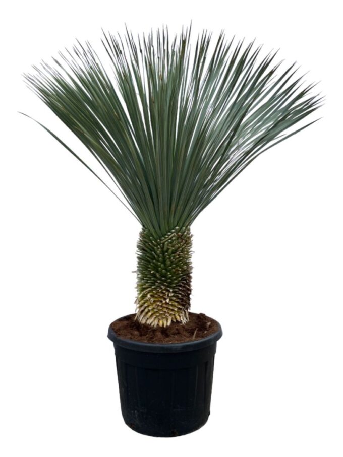 Yucca Rostrata P65 180cm