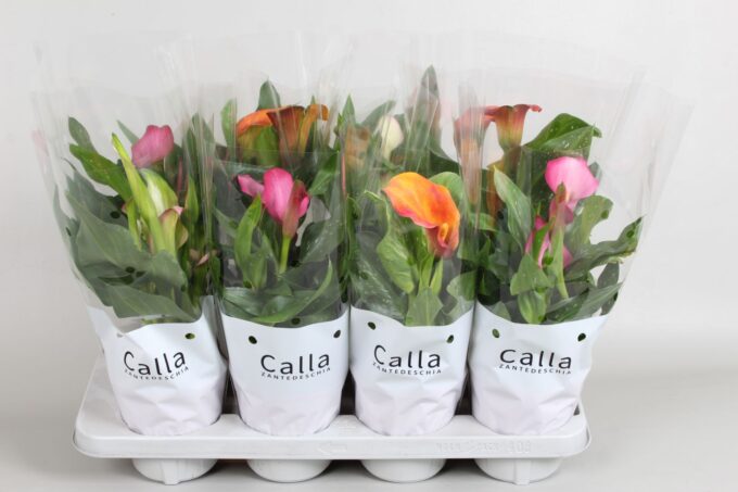 Zantedeschia gemengd Castlemix