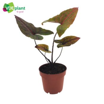 Alocasia Black Jack p12