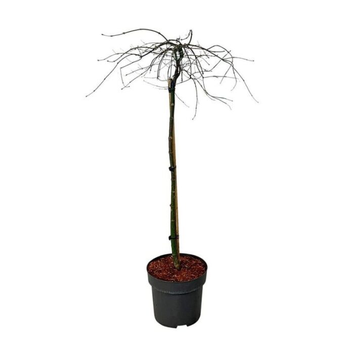 Acer pal. 'Orangeola'