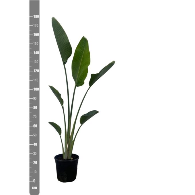 Strelitzia Nicolai