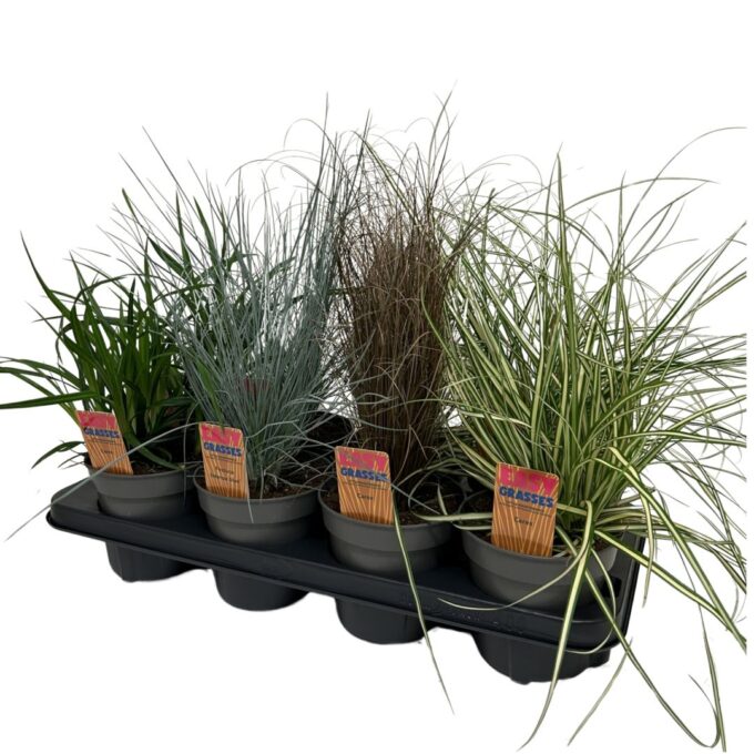 Siergrassenmix