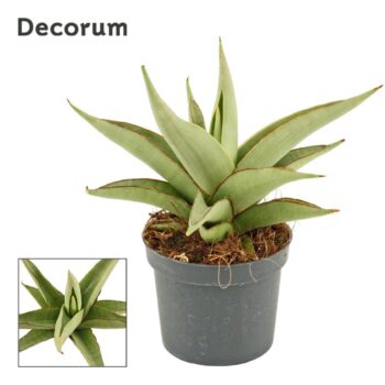 Sansevieria Platinum Crown 9 cm (Decorum)