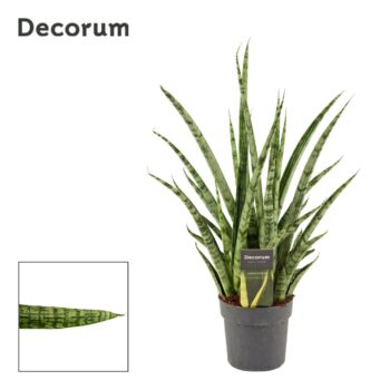 Sansevieria Silver steel 12 cm (Decorum)
