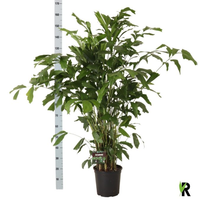 Caryota mitis
